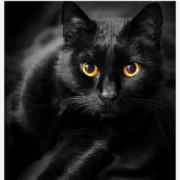 котик бесплатно: Красивый, черный с жёлтыми глазами,молодой котик, возраст 10 месяцев