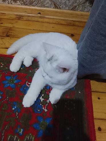 cane corso yavru: Ağ tüklü ev pişiyi – qısa tüklü, yumşaq və sıx örtüyə malikdir — 1