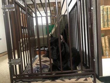 Зоотовары: Будка для больших собак. Будка для маленьких собак. Будка для средних at lalafo.kg — 6 Зоотовары: Будка для больших собак. Будка для маленьких собак. Будка для средних — 6