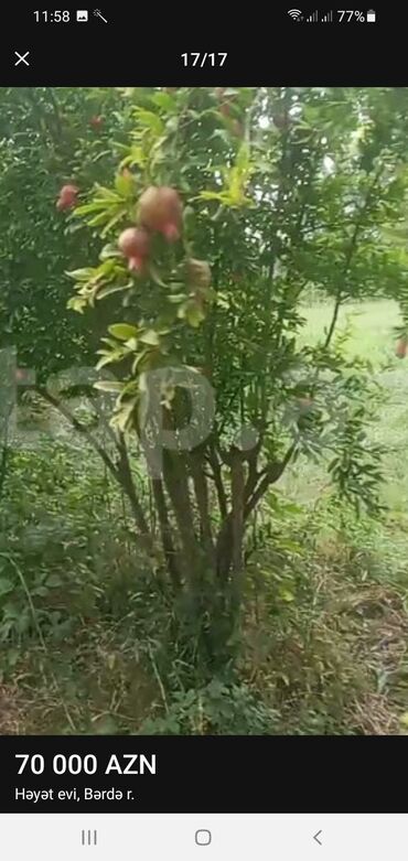 Həyət evləri və villaların satışı: TECİLİ Berde rayon hacìlar kendi yola yaxın 4 otaq zal heyetyani bag — 1