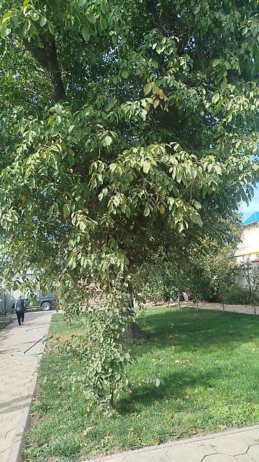 алма көчөт: Отдам бесплатно два ореховых дерева на корню. Нужно самим спилить и — 2