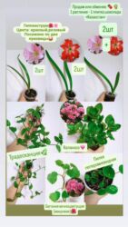 купить набор инструментов для авто бишкек: Продаю растения 🪴 РАСПРОДАЖА 🔥🔥🔥🔥 💰💰📌📌 алоказия полли традесканция