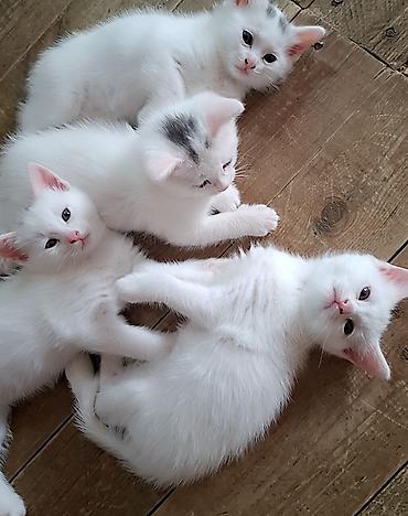 pisik cut: Yaxşı əllərə — 3