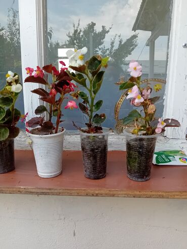 агроволокно рулон цена бишкек: Вечно цветущая бегоня