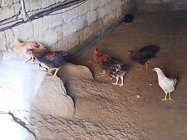 Təmiz həyət çolpaları ayri ayrı sortlarda var arasında Yerli ev