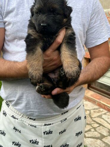 Psi: Prodajem žensko stene dugodlako starosti 4.5 meseca. Majka Donna od na lalafo.rs — 10 Psi: Prodajem žensko stene dugodlako starosti 4.5 meseca. Majka Donna od — 10