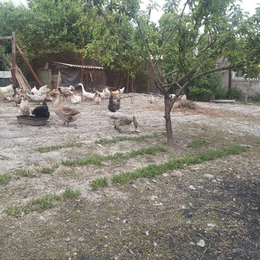 продаю гусей: Срочно продаю гусей