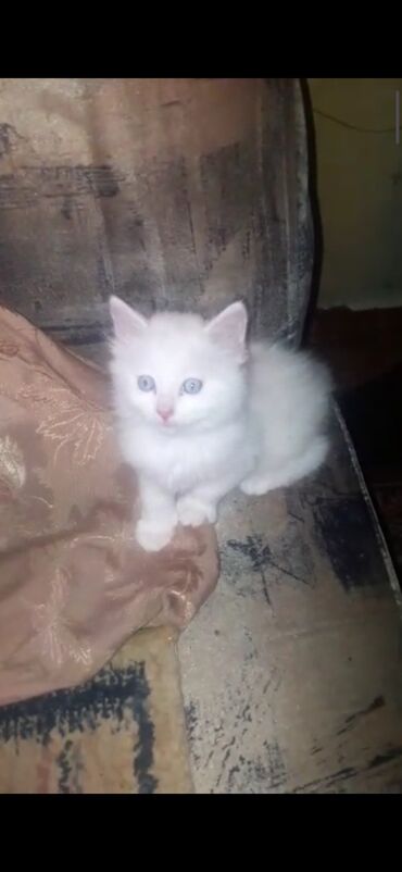 котята сибирской кошки: Кошка даром: Сибирская, 3 месяца, Девочка