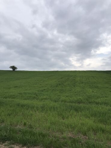 sabirabad torpaq: 257 sot, Kənd təsərrüfatı, Mülkiyyətçi, Kupça (Çıxarış)