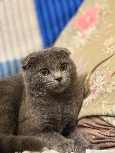 scottish fold: Şotland yastı qulaq, Erkək, Yaxşı əllərə, Ödənişli çatdırılma, Ünvandan götürmə