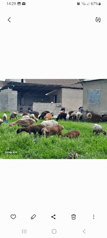 Бараны, овцы: Продаю | Баран (самец) | Гиссарская, Арашан | Матка
