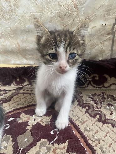 Pişiklər: Yaxşı əllərə, Ünvandan götürmə — 6