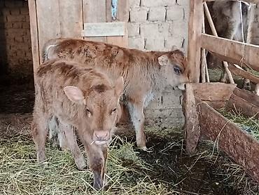 Коровы, быки: Продаю | Бык (самец) | Для разведения | Племенные — 4