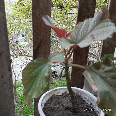 beqoniya: Begoniya (Polka-dot Begonia) şitili – dekorativ otaq bitkisi - Növ — 1
