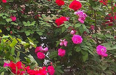 Сирень: Продаю саженцы. Сажать и пересаживать нижеперечисленное нужно весной — 25