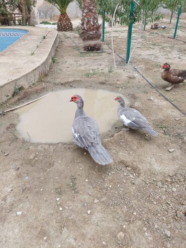 Digər quşlar: Muscovy (barbarı) ördəkləri – bala və yeniyetmə yaşda sürü - Rəng — 8