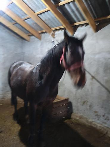 Лошади, кони: Продаю | Конь (самец) | Рабочий — 3
