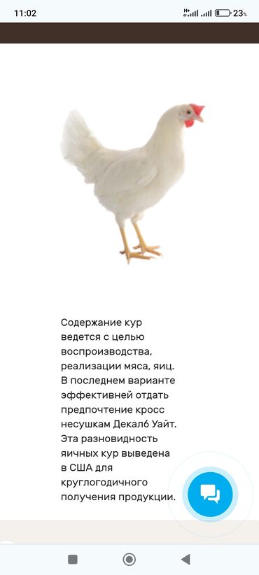 купить собаку доберман: Продаю | Куры | Несушки