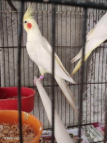 Tutuquşları: Korella əl quşu bala hazir cut kime hansi lazimdisa var sarilar 45-50 — 13