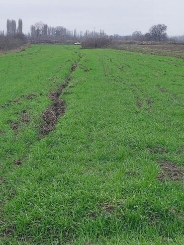 Torpaq sahələrinin satışı: 150 sot, Biznes üçün, Barter mümkündür, Kupça (Çıxarış) — 1