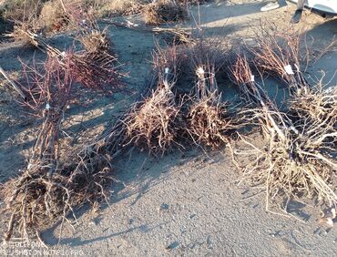 Şitillər: Sağlam meyvə tinglərin satişi çatdırılma pulsuz — 12