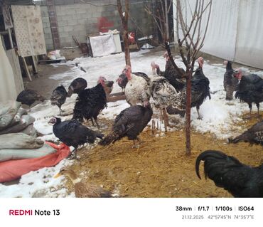 Индюки: Продаю | Индюшка (самка) | Для разведения | Племенные — 11