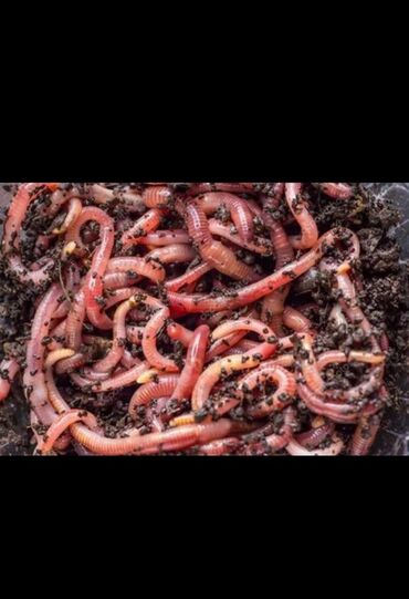 Животные: Продажа красных Калифорнийских червей и полное обучение производства