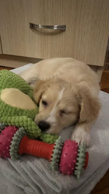 İtlər: Retriever, 3 ay, Dişi, Peyvəndli, Rayonlara çatdırılma, Ünvandan götürmə, Ödənişli çatdırılma — 2