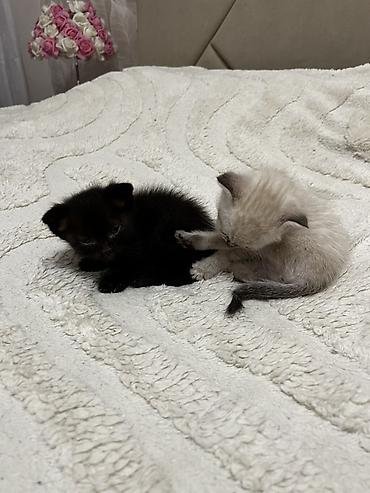манчкин котята: Котята, домашние - Милые малыши с короткой плюшевой шерстью: есть — 5