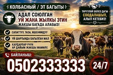 ферма купить: 🐄 КОЛБАСНЫЙ ЦЕХ КЕ /УЙ ЖАНА ЖЫЛКЫ ЭТИН АЛАБЫЗ! 🐎 ✅ Адегенде көрүп — 1