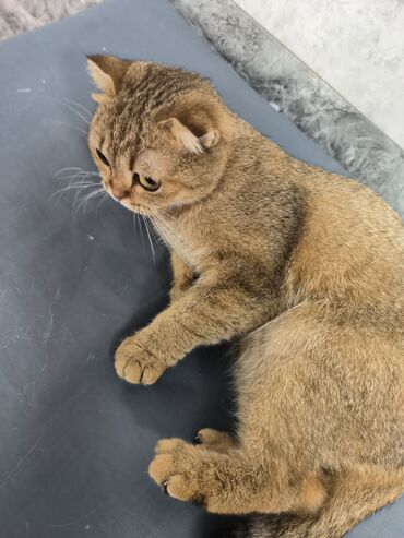 Pişiklər: Şotland yastı qulaq, Dişi, Yaxşı əllərə — 4