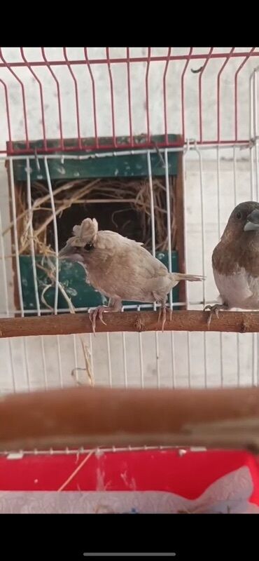 кольчатый попугай цена: Yumurtali Benqal amadinleri satılır cut yuva ve Qefesle birge. Artiq