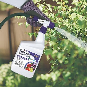 garden: 🌿🌳🌴🌲 Bağ və bağban xidmətləri Mövsümi budama – Ağac və kolların — 3