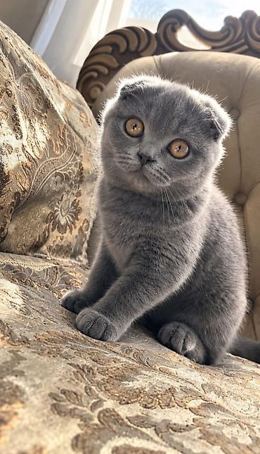 Шотландский вислоухий котёнок (Scottish Fold), окрас блю (однотонный at lalafo.kg Шотландский вислоухий котёнок (Scottish Fold), окрас блю (однотонный