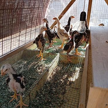 Куры, петухи: Продаю | Цыплята | Для разведения — 4