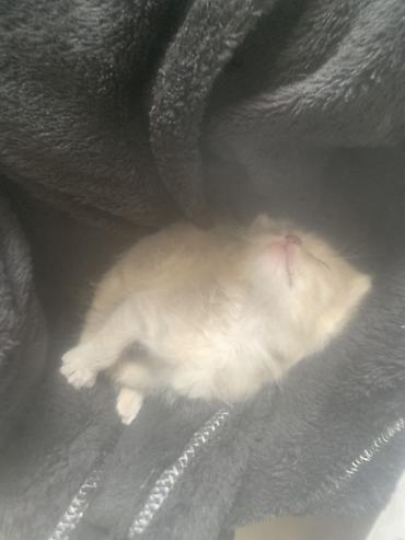 pitomnik temir: 🐾 Котёнок ищет добрые и заботливые руки 🐾 Отдам БЕСПЛАТНО в добрые — 4