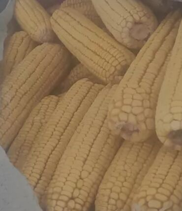 Продукты питания: Мака жугору кукуруза сатылат Кадамжай району И.Полотхан айыл окмоту
