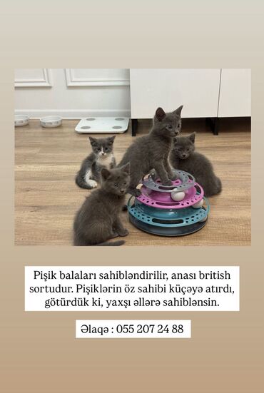 Pişiklər: Britan, Erkək, Dişi, Yaxşı əllərə, Ünvandan götürmə