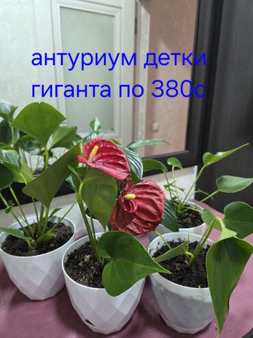 комнатный гранат: Молодые растения антуриума, известные как "детки гиганта"