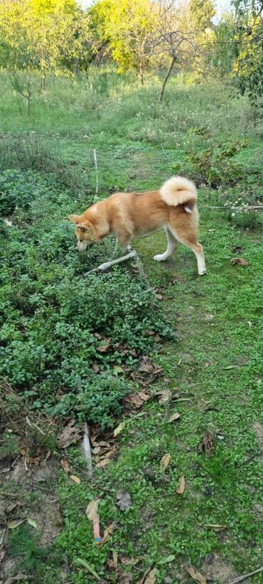 it qefesi: Akita-inu, 7 ay, Dişi, Peyvəndli, Ünvandan götürmə