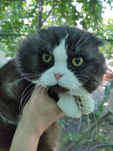 Коты: Отдам в добрые заботливые руки взрослого кота породы Скоттиш фолд