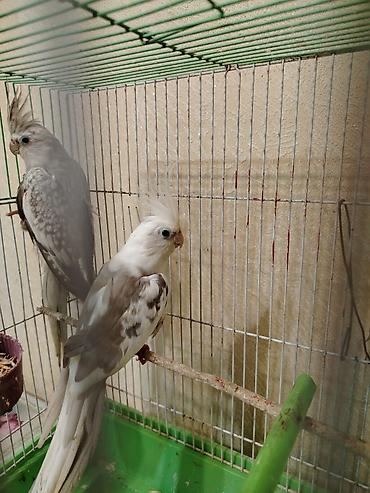 lasos baliq rasmi: Məhsul: Nimfa (Cockatiel) papağanları – 2 ədəd cüt Təsvir: - Növ — 2