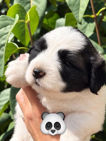 Pekines, Dişi, Ödənişli çatdırılma