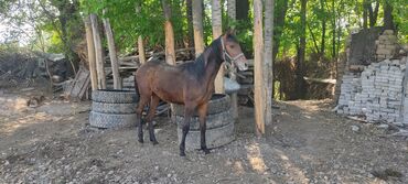 Лошади, кони: Продаю | Жеребенок | Полукровка | Конный спорт