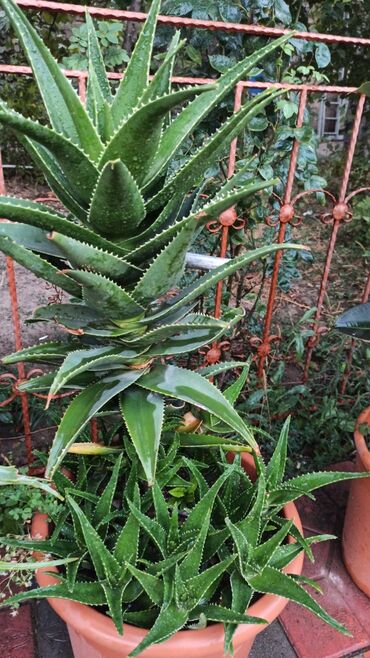 maral buynuzu gulu v Azərbaycan | DIGƏR EV DEKORU: Aloe gulü 65m
