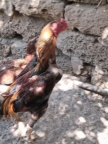 heyrətilər: Salam heyrati lar satiliryaxsi cinsdi cox olduqu nan satiram kohna — 7