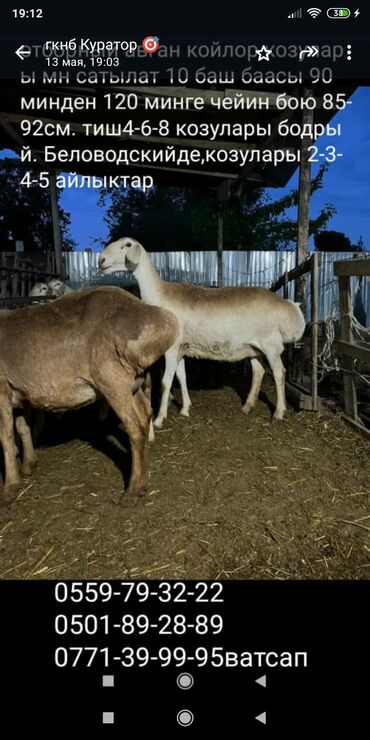 сколько стоит баран в таджикистане: Продаю | Овца (самка), Ягненок | Гиссарская, Эдильбаевская, Арашан | Для разведения | Ягнившаяся