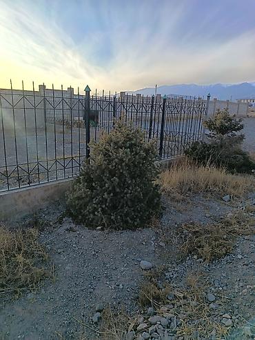 Другие декоративные деревья: 4 Елка 2 берёза сатылат бары 10миң сом Ель голубая (Picea pungens) — 5