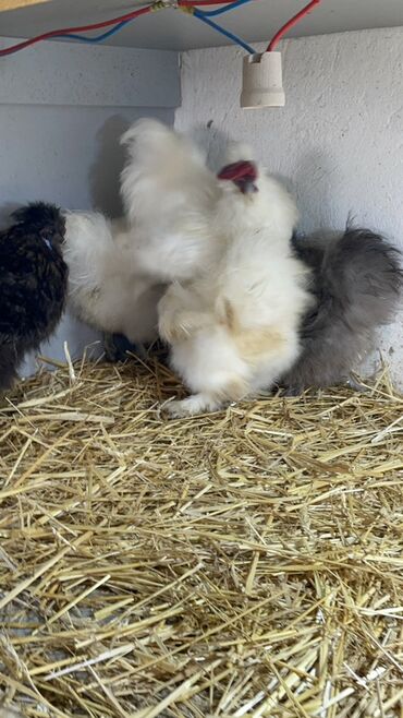 Toyuqlar: Toyuq, Damazlıq, Ünvandan götürmə — 9