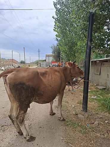 südlük inəklər: Məhsul: İki baş iribuynuzlu heyvan (inek və buzovna) Təsvir: - — 3